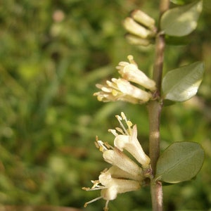 Lonicera pileata Box leaved Honeysuckle 10 20 30 60 Seed Fragrant Purple Berry Hardy Shrub Topiary Bonsaies Great Pollinators Birds UKFreeP image 2