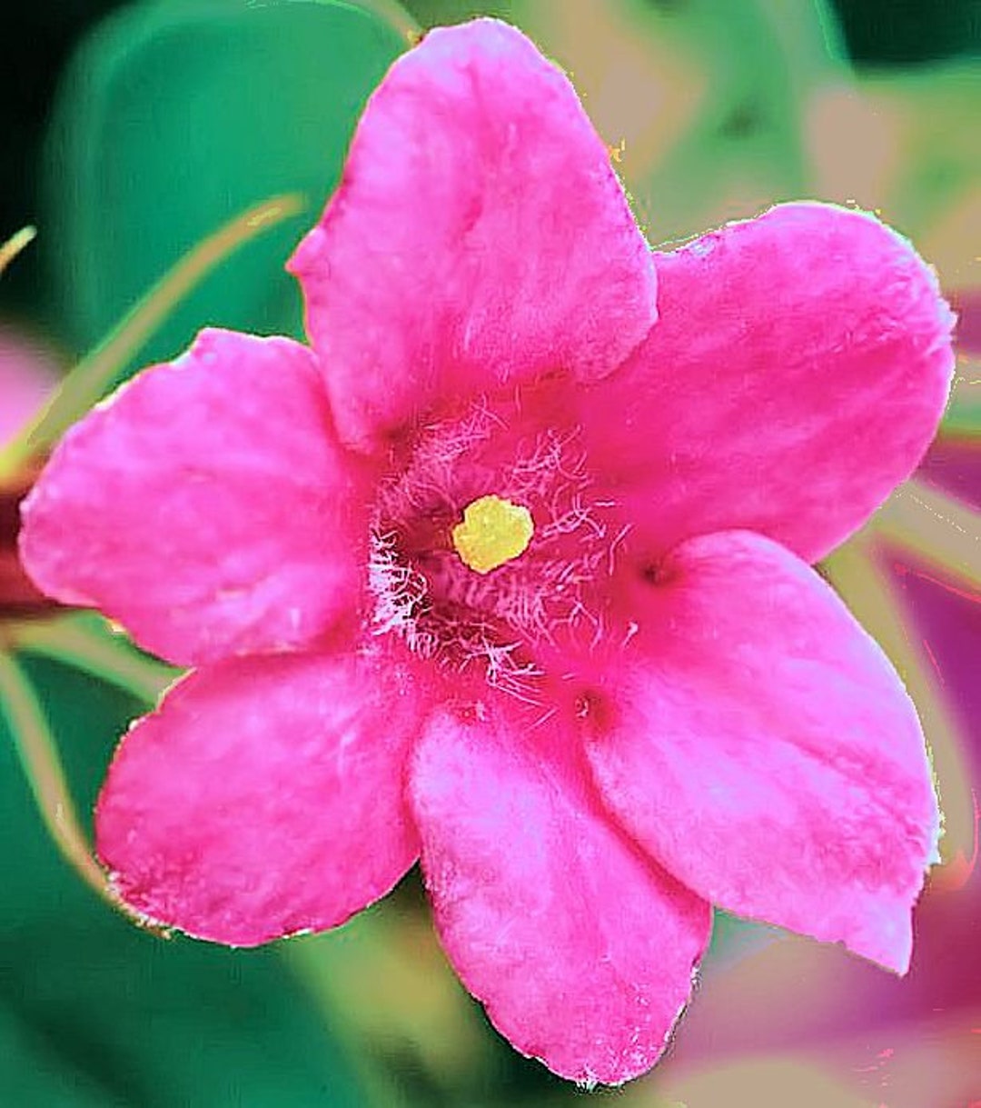 Jasminum Beesianum Pink Jasmine Fresh Seed Delicately Fragrant Pink