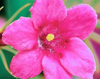 Jasminum beesianum Pink Jasmine Fresh Seed Delicately Fragrant Pink Flowers, Shiny Black Berries Exotic flowered Hardy Climber FreeUKP&P