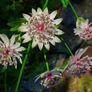 Astrantia major Seed Varieties White Shaggy Pink Red Primadonna Great Masterwort Hardy Cottage Garden Perennial Damp Tolerant Pollinators A. major Primadonna