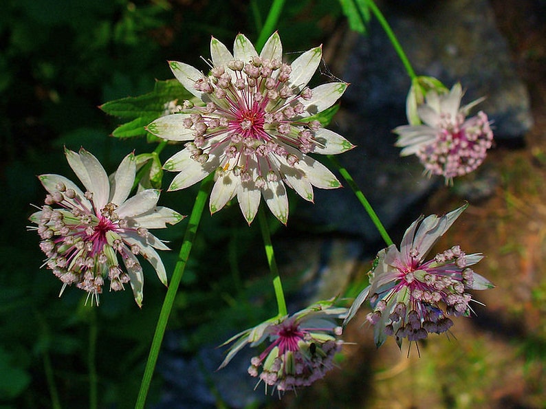 Astrantia major Seed Varieties White Shaggy Pink Red Primadonna Great Masterwort Hardy Cottage Garden Perennial Damp Tolerant Pollinators A. major Primadonna