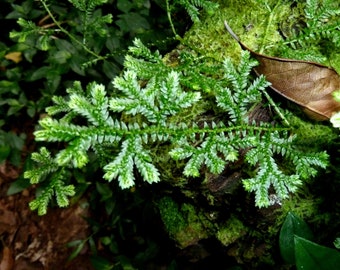 Selaginella kraussiana Krauss's Clubmoss Mini Terrarium Paludarium House Plant Groundcover Lush Tropical Near Hardy Woodlander UK Home Grown