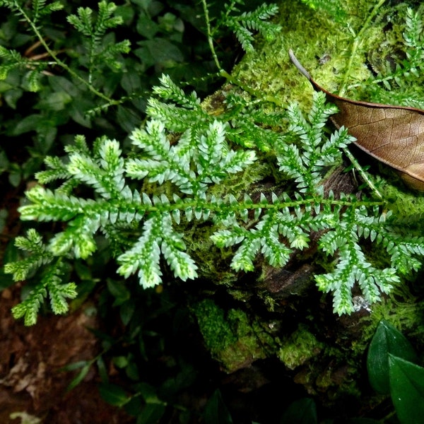 Selaginella kraussiana Krauss's Clubmoss Mini Terrarium Paludarium Zimmerpflanze Bodendecker Üppige Tropische Art in der Nähe von Hardy Woodlander UK Eigengewachsen