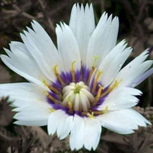 Catananche caerulea y 'Amor White' Semillas frescas Flores púrpuras o blancas Cultive sus propias flores para secar polinizadores perennes resistentes