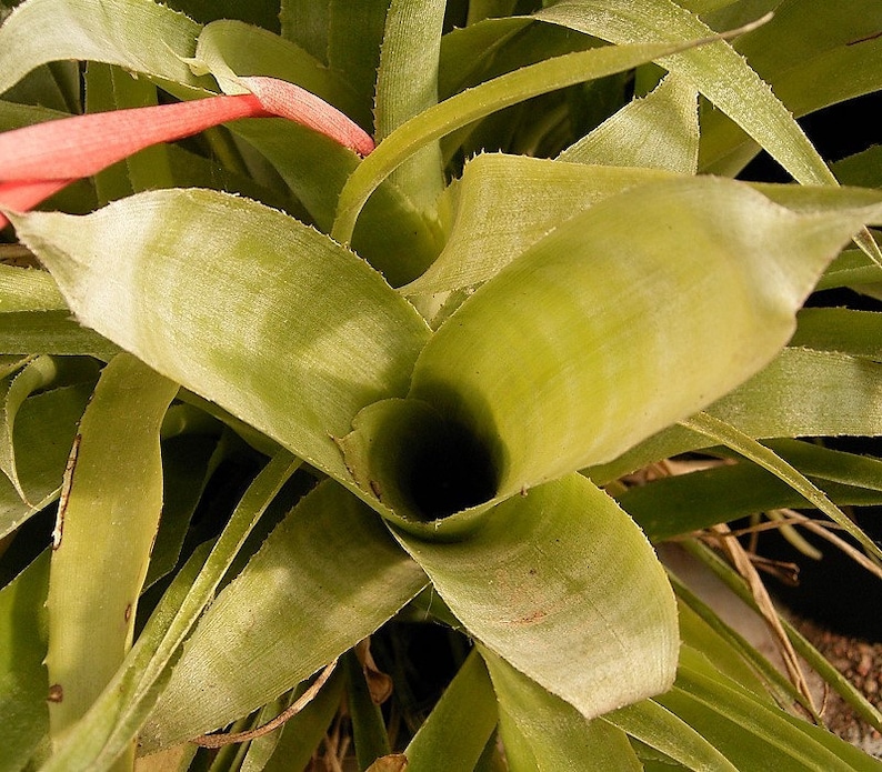 Billbergia x Windii Angel's Tears Blue Red Flowered Bromeliad Bareroot Pot Rare Terrarium Houseplant Orchid Companion Tropical Home Grown image 5