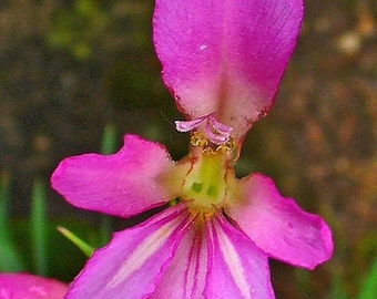 Gladiolus italicus Fresh Seed Field Gladiolus Common Sword-lily Pink Flowered Exotic Gladioli Hardy Bulb Great for Bouqets & Pollinators