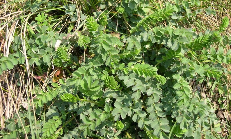 Sanguisorba minor Salad or Small Burnet Fresh Seeds Edible Herb Microgreens UK Wildflower Unusual Pink Flowers Hardy Perennial Pollinators image 4