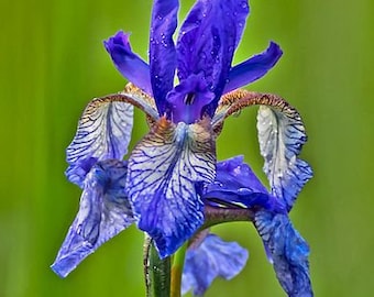 Iris Species Seed foetidissima, sibirica Light or Mid Blue Purple Blooms Hardy Perennial Great Pollinators UKFreePP