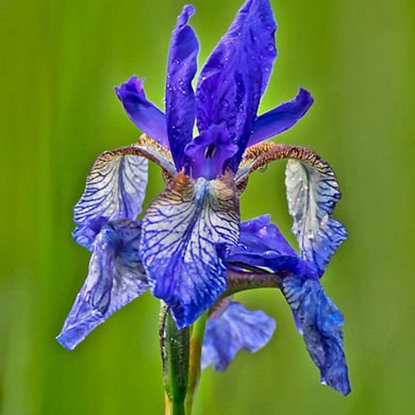Iris Especies Semillas foetidissima, sibirica Luz o azul medio Flores púrpuras Resistentes Perennes Grandes polinizadores UKFreePP