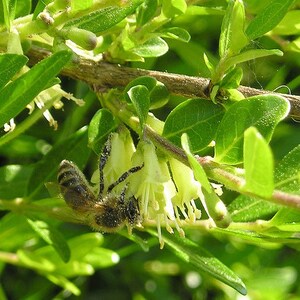 Lonicera pileata Box leaved Honeysuckle 10 20 30 60 Seed Fragrant Purple Berry Hardy Shrub Topiary Bonsaies Great Pollinators Birds UKFreeP image 6