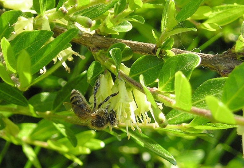 Lonicera pileata Box leaved Honeysuckle 10 20 30 60 Seed Fragrant Purple Berry Hardy Shrub Topiary Bonsaies Great Pollinators Birds UKFreeP image 6