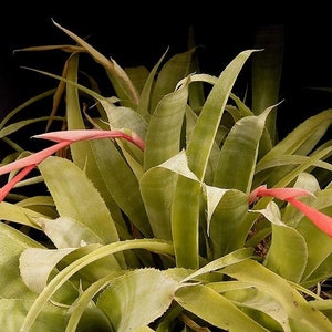 Billbergia x Windii Angel's Tears Blue Red Flowered Bromeliad Bareroot Pot Rare Terrarium Houseplant Orchid Companion Tropical Home Grown image 4