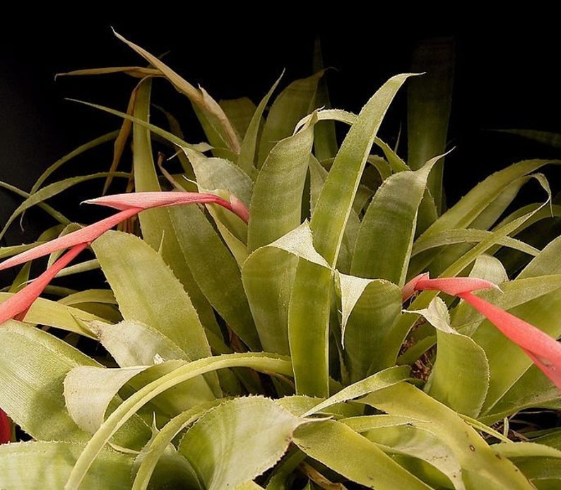 Billbergia x Windii Angel's Tears Blue Red Flowered Bromeliad Bareroot Pot Rare Terrarium Houseplant Orchid Companion Tropical Home Grown image 4