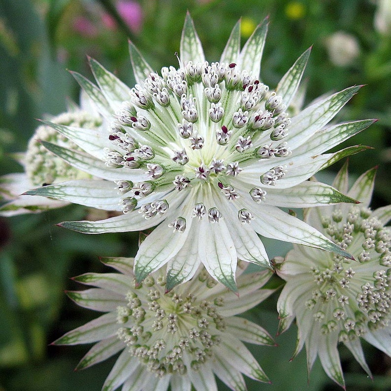 Astrantia major Seed Varieties White Shaggy Pink Red Primadonna Great Masterwort Hardy Cottage Garden Perennial Damp Tolerant Pollinators A. major Shaggy