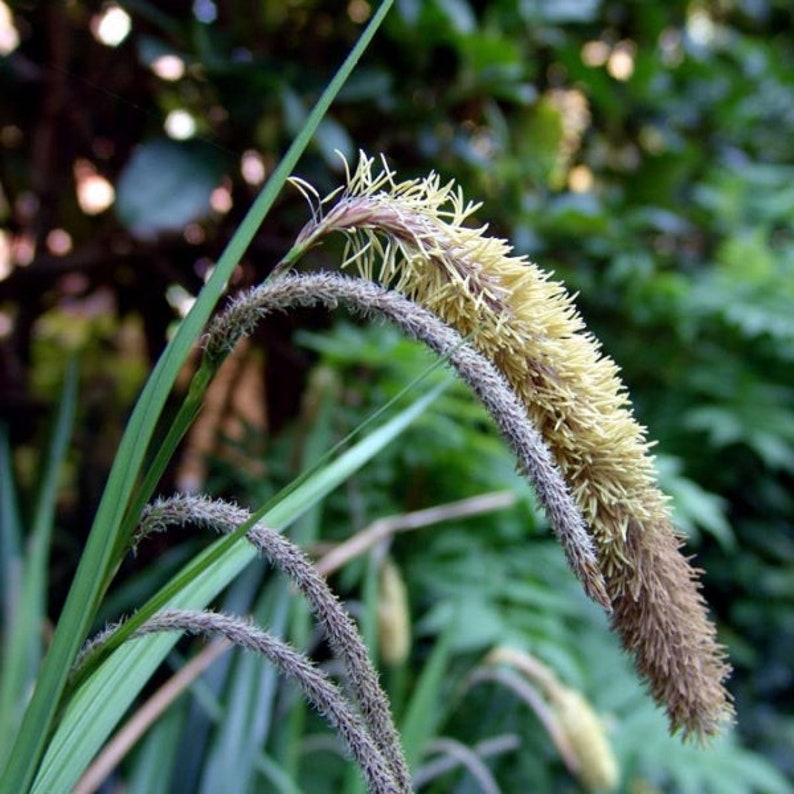 Carex species Varieties buchananii comans pendula Ornamental Grass 20 30 60 Seed Hardy Great Prairie Style Woodland Marginal Gardens UKFreeP pendula Lancashire