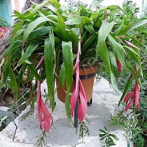 Billbergia x Windii Angel's Tears Blue Red Flowered Bromeliad Bareroot Pot Rare Terrarium Houseplant Orchid Companion Tropical Home Grown image 1