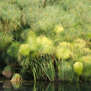 Cyperus species papyrus alternifolius eragrostis glaber Seed Egypt Paper Reed Papyrus Sedge Marginal Grass Tropical Ornamental Pond Garden