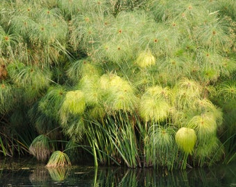 Cyperus species papyrus alternifolius eragrostis glaber Seed Egypt Paper Reed Papyrus Sedge Marginal Grass Tropical Ornamental Pond Garden