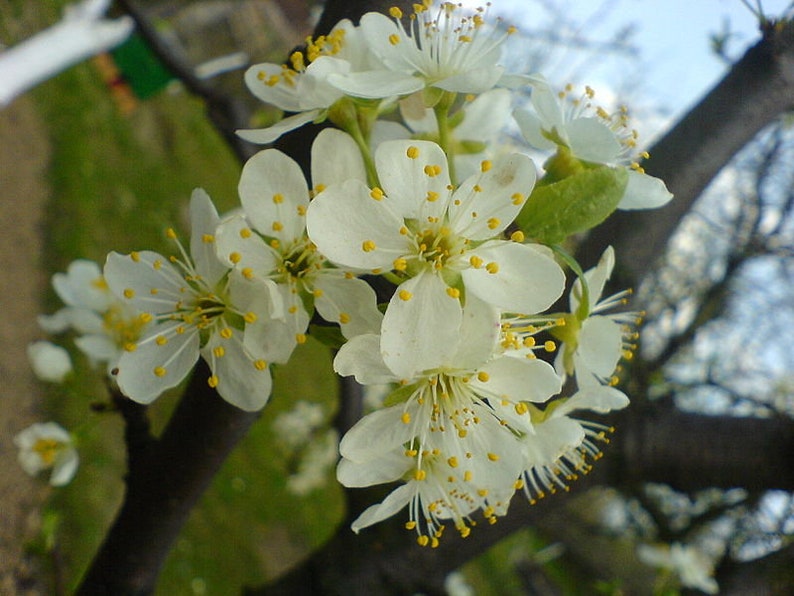 Prunus x domestica ssp. insititia Damsons Edible Wild Plum Seeds Gin Jam Hardy Deciduous Tree Shrub Bonsai White Blooms Pollinators UKFreeP image 6