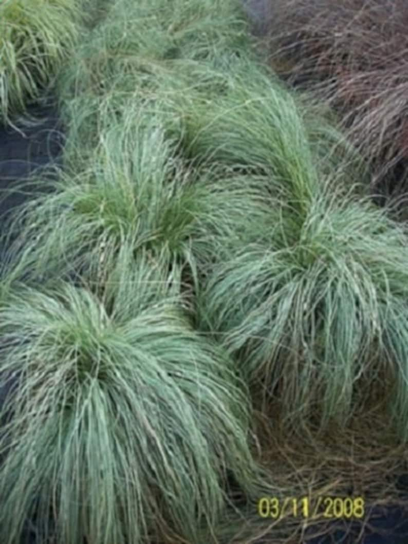 Carex species Varieties buchananii comans pendula Ornamental Grass 20 30 60 Seed Hardy Great Prairie Style Woodland Marginal Gardens UKFreeP image 2