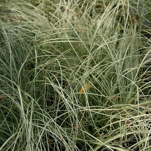 Carex species Varieties buchananii comans pendula Ornamental Grass 20 30 60 Seed Hardy Great Prairie Style Woodland Marginal Gardens UKFreeP comans Frosted Curls