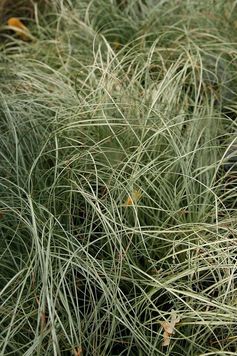 Carex species Varieties buchananii comans pendula Ornamental Grass 20 30 60 Seed Hardy Great Prairie Style Woodland Marginal Gardens UKFreeP comans Frosted Curls