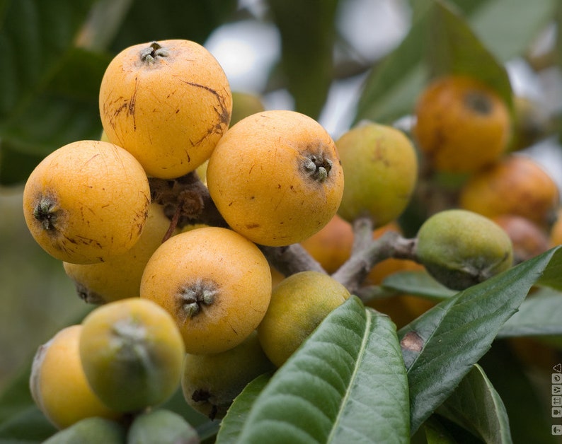 Eriobotrya japonica Golden Nugget Loquat Japanese Medlar Plum Etsy