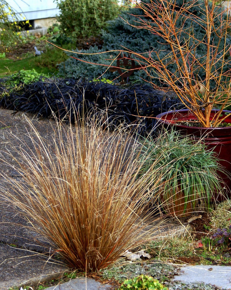 Carex species Varieties buchananii comans pendula Ornamental Grass 20 30 60 Seed Hardy Great Prairie Style Woodland Marginal Gardens UKFreeP image 5