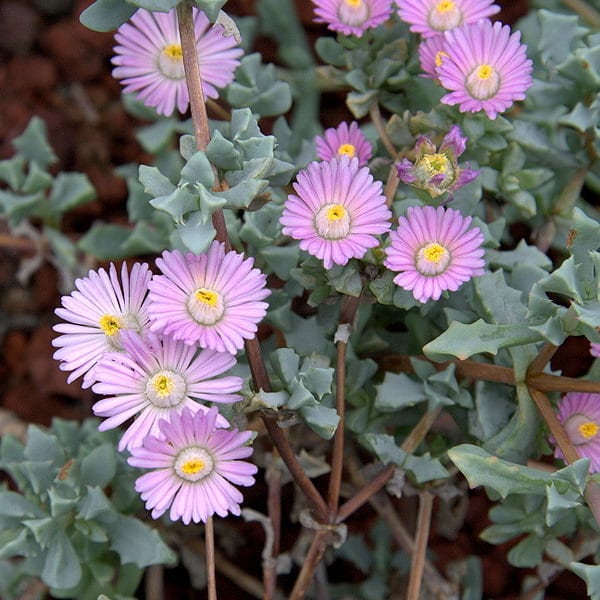 Oscularia deltoides Fresh Seed Lampranthus Mesemb Pink Flowers Lithops Succulent Cacti Houseplant Drought tolerant Perennial Pollinators