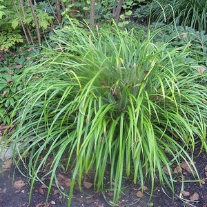 Carex species Varieties buchananii comans pendula Ornamental Grass 20 30 60 Seed Hardy Great Prairie Style Woodland Marginal Gardens UKFreeP pendula Lincolnshire