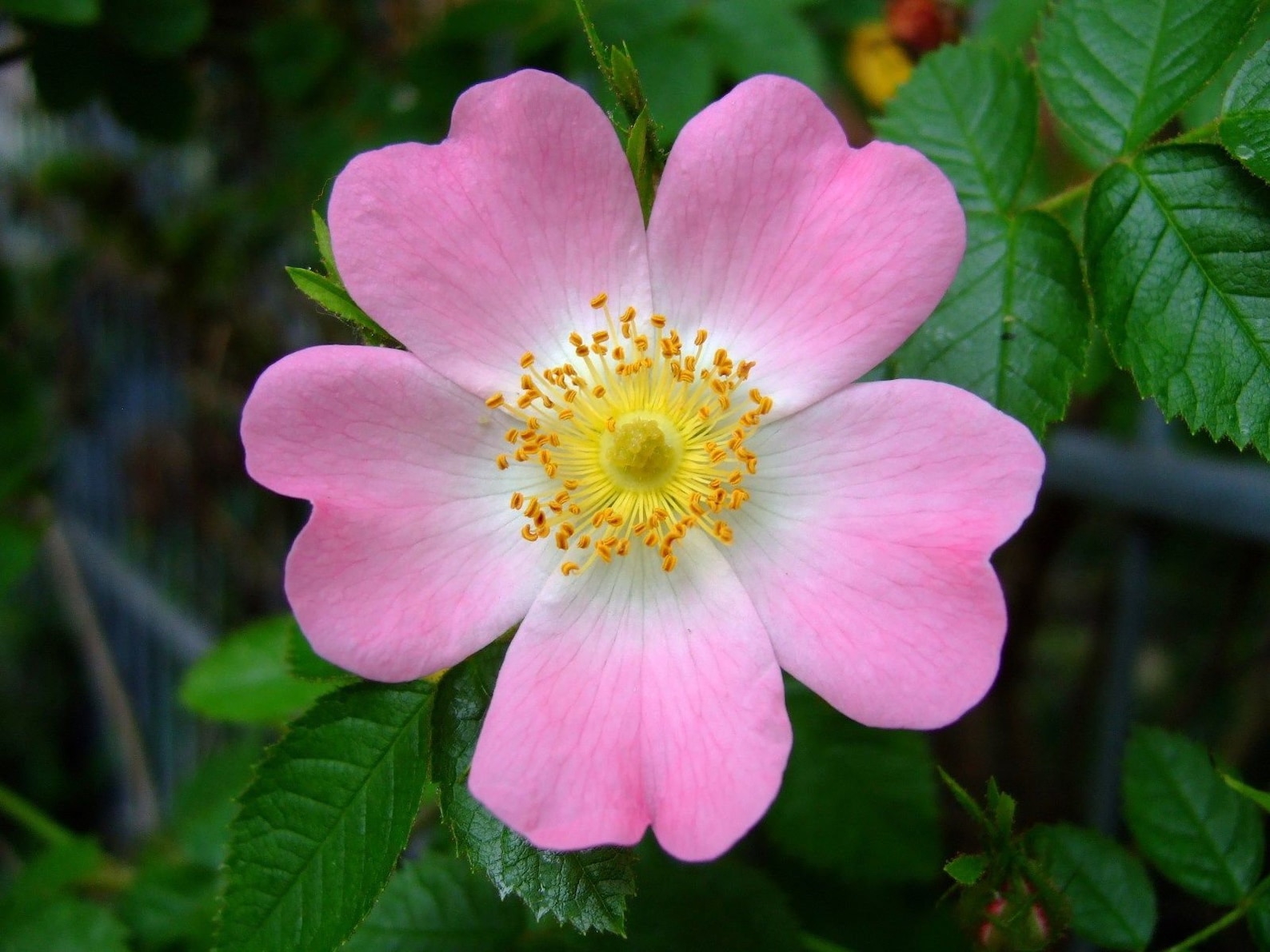 Rosa Canina Dog Rose 20 30 60 Seeds White Pink Flower UK - Etsy