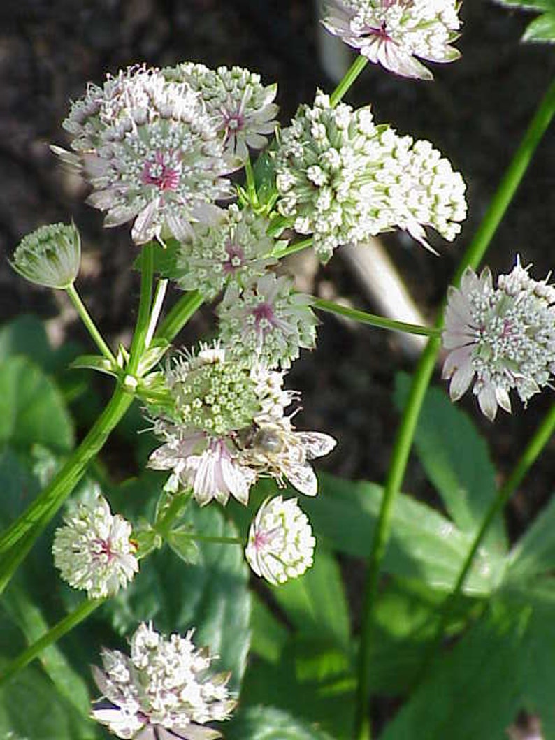 Astrantia major Seed Varieties White Shaggy Pink Red Primadonna Great Masterwort Hardy Cottage Garden Perennial Damp Tolerant Pollinators A. major Maxima