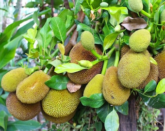 Artocarpus heterophyllus Jackfruit Fresh Seed Sweet Fruit Curry Vegan Meat Substitute Breadfruit Big Lush Green Leaved Tree Houseplant