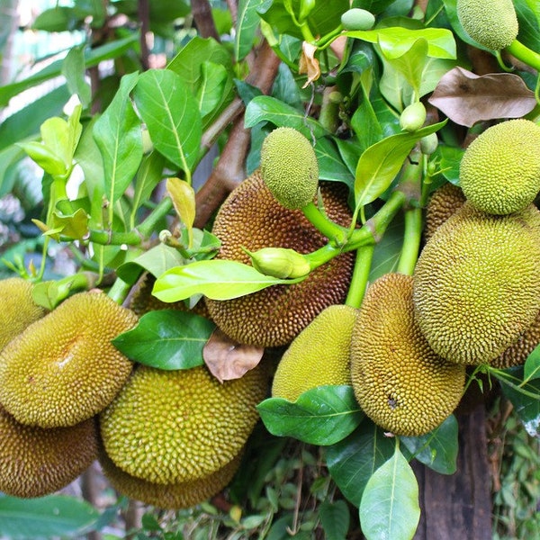 Artocarpus heterophyllus Jackfruit Fresh Seed Sweet Fruit Curry Vegan Meat Substitute Breadfruit Big Lush Green Leaved Tree Houseplant