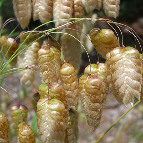 Briza maxima Fresh Seed Greater Quaking Grass Ornamental Grass Hardy Beautiful Golden Green Heads Great Dried Flower Prairie Cottage Gardens