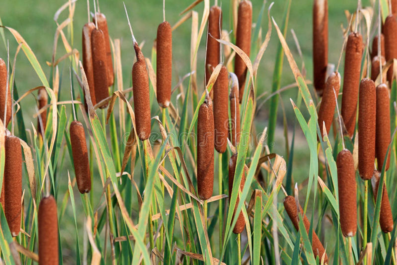 В сравнении с ряской рогоз крупнее мельче. Рогоз широколистный (Typha latifolia). Týpha latifólia - рогоз широколистный. Рогоз метелки. Рогоз широколистный, рогоз узколистный.