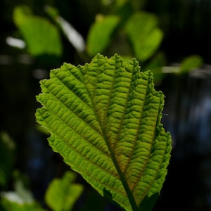 Alnus cordata Italian Alder or Alnus glutionsa Common Black Alder 30 50 100 Seeds Deciduous Hardy Tree Shrub Bonsai Wildlife UKFreeP image 4