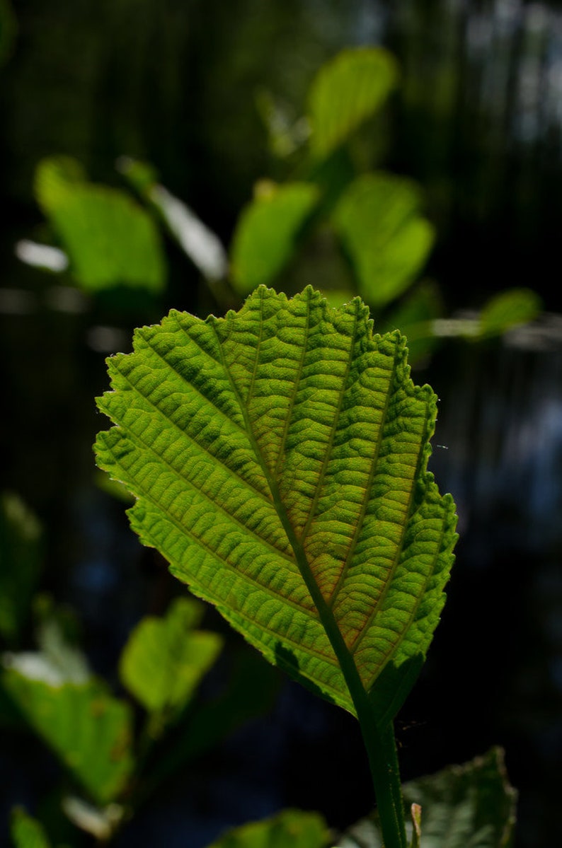 Alnus cordata Italian Alder or Alnus glutionsa Common Black Alder 30 50 100 Seeds Deciduous Hardy Tree Shrub Bonsai Wildlife UKFreeP image 4