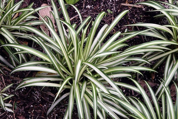 Chlorophytum comosum Vittatum Houseplant Spider Plant Variegated