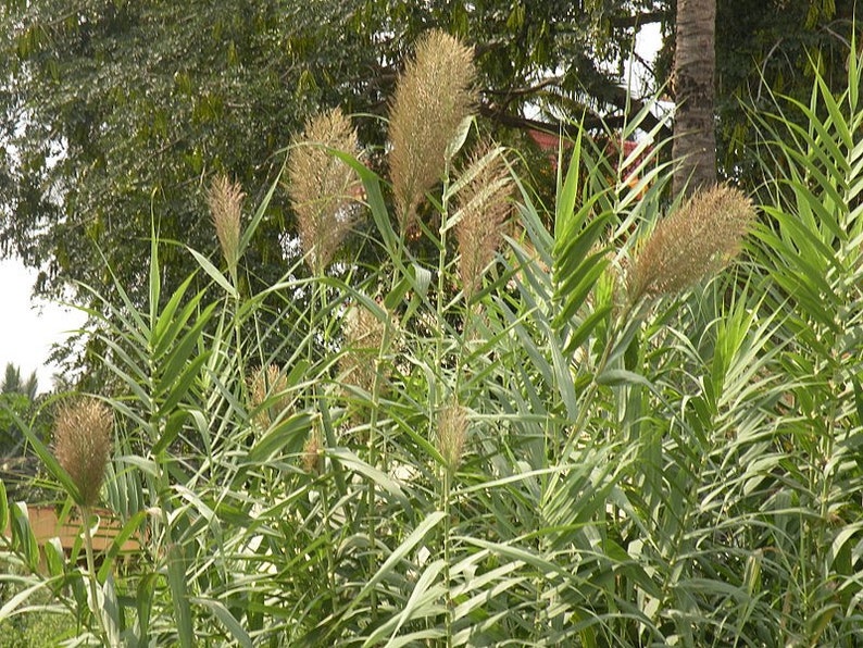 Arundo donax Giant Cane Reed Carrizo 30 50 100 Seeds Marginal | Etsy