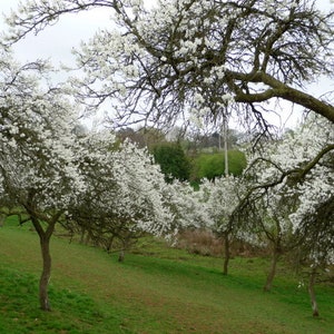 Prunus x domestica ssp. insititia Damsons Edible Wild Plum Seeds Gin Jam Hardy Deciduous Tree Shrub Bonsai White Blooms Pollinators UKFreeP image 3