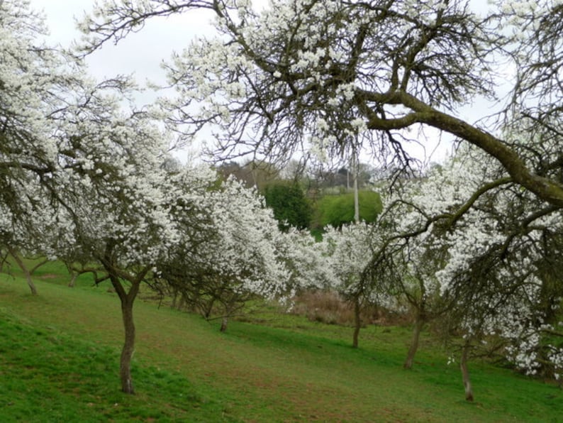 Prunus x domestica ssp. insititia Damsons Edible Wild Plum Seeds Gin Jam Hardy Deciduous Tree Shrub Bonsai White Blooms Pollinators UKFreeP image 3