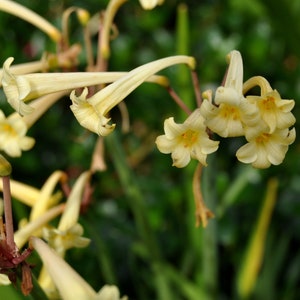 Cyrtanthus mackenii Cream flowered Ifafa Lily Flowering Sized South Africa Bulbs Lush Tropical Houseplant Bare root Potted UK Home Grown image 6