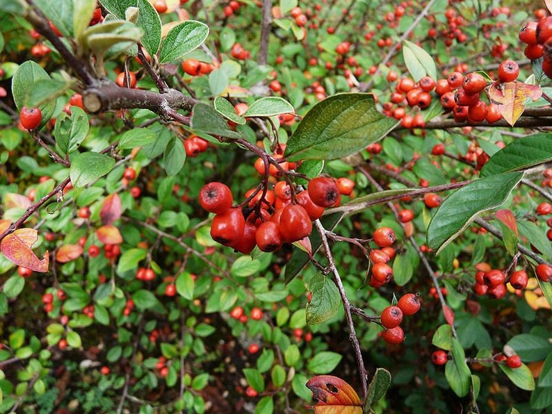 Cotoneaster Fresh Seed Varieties bullatus Cornubia franchetii horizontalis salcifolius 'Repens' simonsii Red Yellow Berry Hardy Shrub Bonsai franchetii