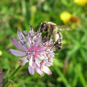 Astrantia major Seed Varieties White Shaggy Pink Red Primadonna Great Masterwort Hardy Cottage Garden Perennial Damp Tolerant Pollinators A. major Light Pink