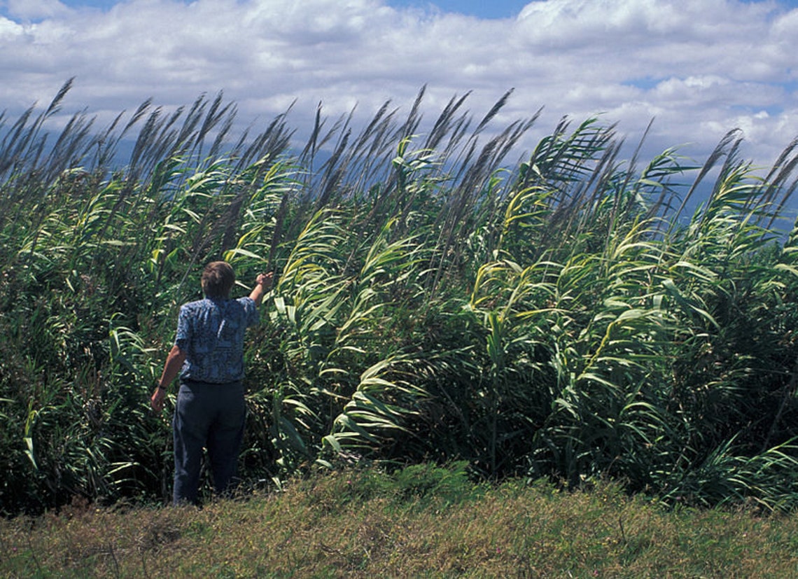 Arundo donax Giant Cane Reed Carrizo 30 50 100 Seeds Marginal 画像 1