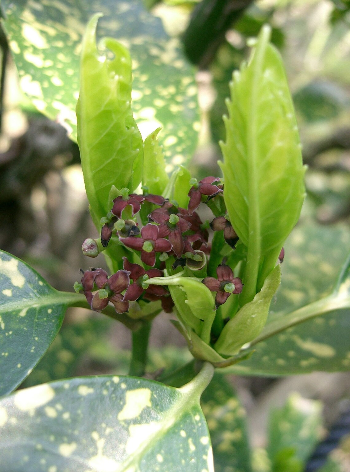 Aucuba Japonica Variegata Gold Dust Tree Fresh Seeds Red Berry Etsy UK