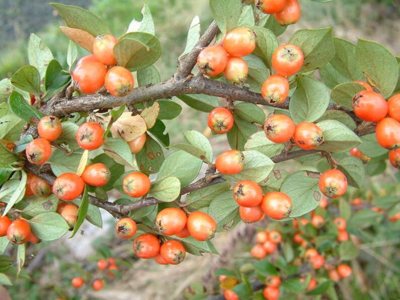 Cotoneaster Fresh Seed Varieties bullatus Cornubia franchetii horizontalis salcifolius 'Repens' simonsii Red Yellow Berry Hardy Shrub Bonsai simonsii