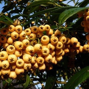 Cotoneaster Fresh Seed Varieties bullatus Cornubia franchetii horizontalis salcifolius 'Repens' simonsii Red Yellow Berry Hardy Shrub Bonsai Exburiensis