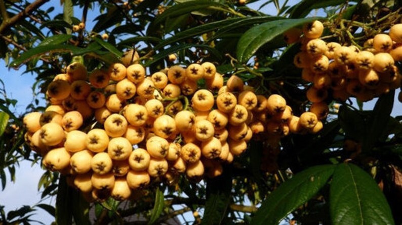 Cotoneaster Fresh Seed Varieties bullatus Cornubia franchetii horizontalis salcifolius 'Repens' simonsii Red Yellow Berry Hardy Shrub Bonsai Exburiensis